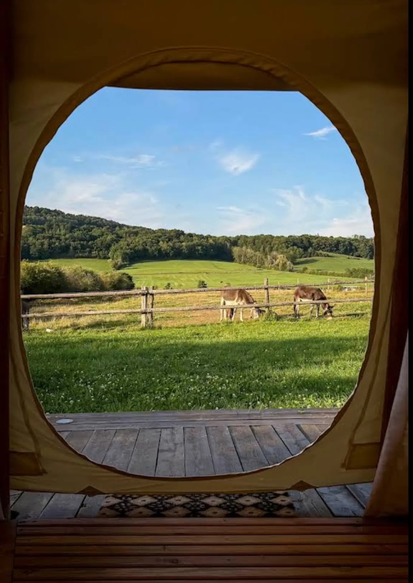 Deux ânes qui pâturent dans le pré devant les collines, vus depuis le tipi
